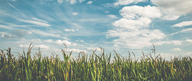 Grassy field in the summertime under a blue sky dotted with wispy white clouds