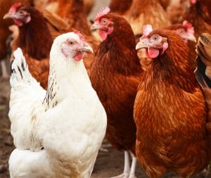 chicken poultry livestock farm insurance