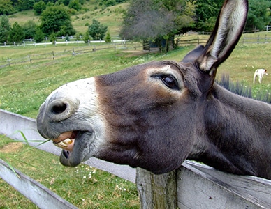 donkey-guardian-animal-farm-hobby