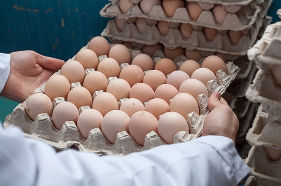 Farmer placing two-and-a-half egg carton on a stack