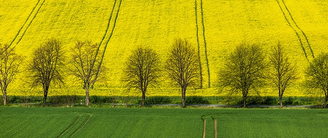 A row of windbreak trees separating a green field in the foreground and a bright yellow canola field in the background